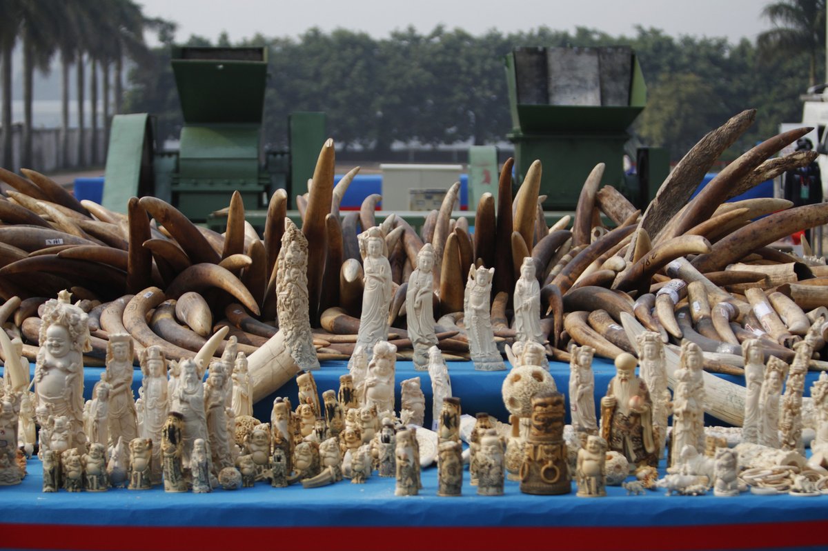 Ivory Capital Notable Positions: Macnguyens Key Investments Unveiled
